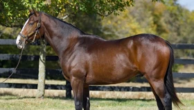 Қазақстандық жылқы Азан Burj Azizi бәйгесінде дебют жасады (видео)