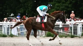 Самый известный скакун Казахстана Кабирхан может выступить на Всемирных играх кочевников в Астане