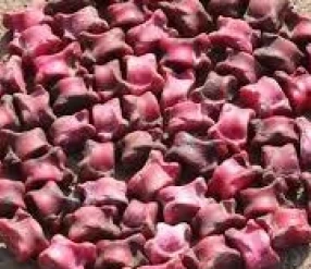 V ВСЕМИРНЫЕ ИГРЫ КОЧЕВНИКОВ. ОРДО. ОТБОР.