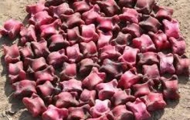 V ВСЕМИРНЫЕ ИГРЫ КОЧЕВНИКОВ. ОРДО. ПОЛУФИНАЛ