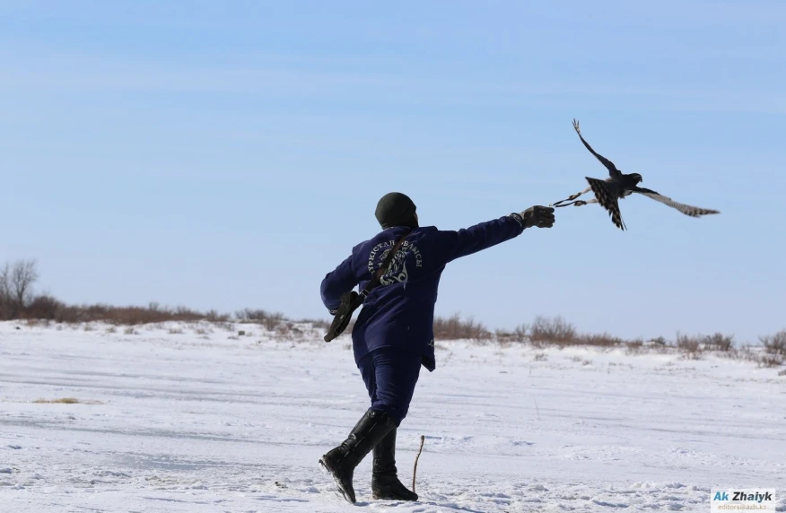 Казахстанские соколы, беркуты и ястребы готовятся к участию во Всемирных играх кочевников